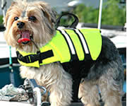 New! Lifejackets for Dogs!