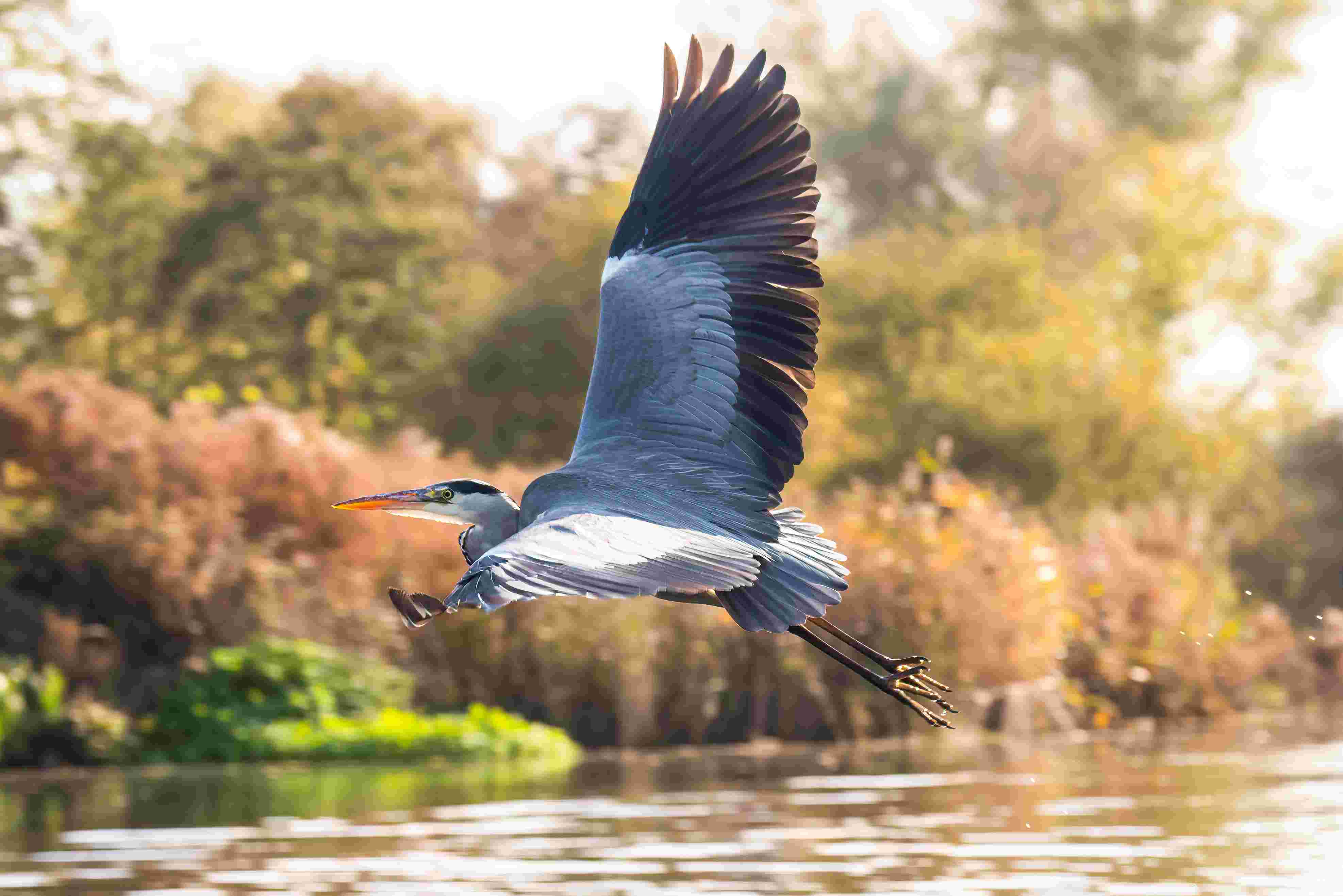 Heron Flying on the Norfolk Broads. Image from Visit The Broads