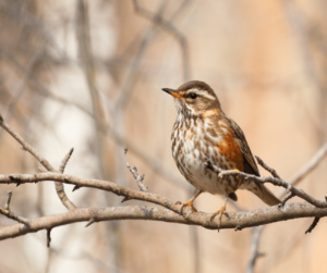 Redwing Thrush. Migrates back to the Broads National Park in October 