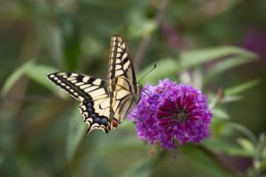 Swallowtail Butterfly and Fen Orchid