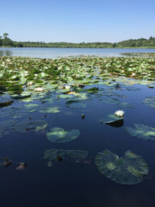 Hoveton Great Broad Nature Trail - barnes brinkcraft day boat itinerary suggestion