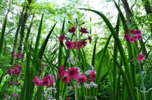 Fairhaven, Woodland and Water Garden South Walsham 