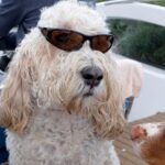 Dogs on the Norfolk Broads