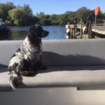 Pets on the Norfolk Broads