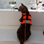 Cats on the Norfolk Broads