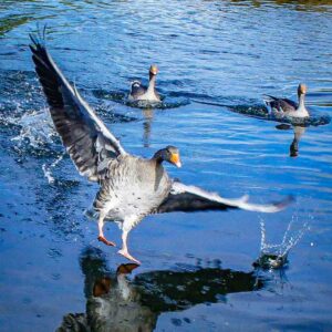 Wildlife seen from a hire boat on the Norfolk Broads