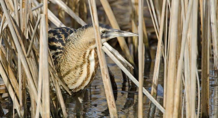 3 day boating trip. Listen out for the Bittern on Barton Broad