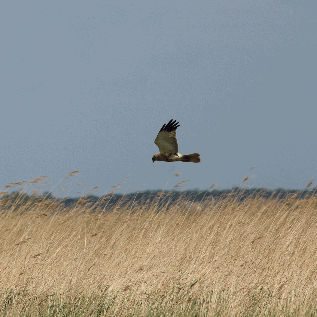 Norfolk Broads