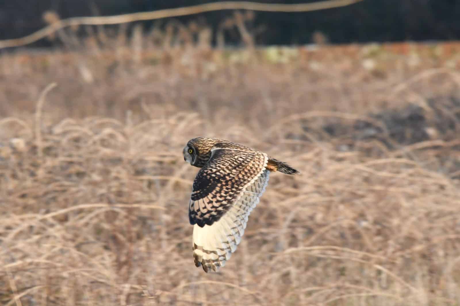 Norfolk Broads