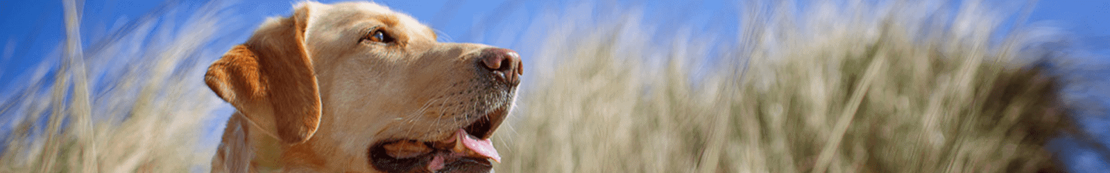 Pet friendly boating holidays on the Norfolk Broads from Barnes Brinkcraft