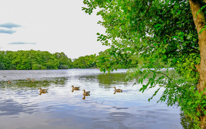 Norfolk Broads Boating Holidays