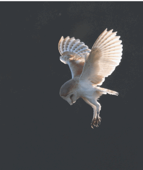 Owl Hunting on the Norfolk Broads