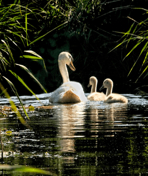 Norfolk Broads in May and June