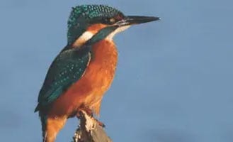 Norfolk Broads Wildlife - Kingfisher