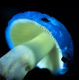 Bio Biofluorescent mushroom, which looks blue and green